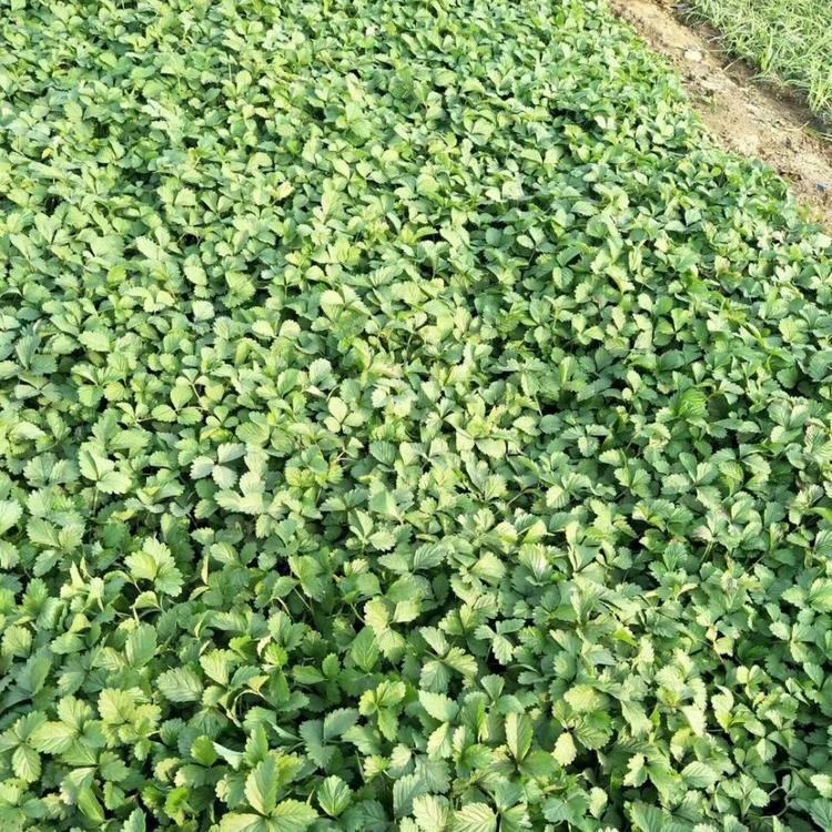 绿化工程用护坡草委陵菜 委陵菜绿化工程苗 夏杰花卉 基地常年批发