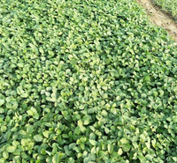 绿化工程用护坡草委陵菜 委陵菜绿化工程苗 夏杰花卉 基地常年批发