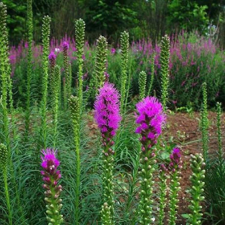 宿根耐寒蛇鞭菊 蛇鞭菊适应能力强 夏杰花卉 基地种植