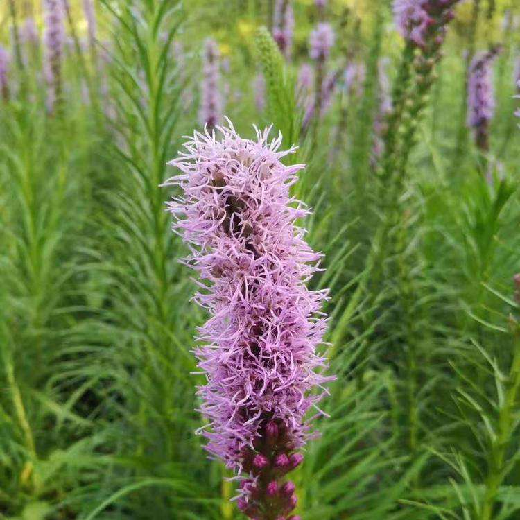 蛇鞭菊小杯苗出售 宿根花卉蛇鞭菊小苗 夏杰花卉 无中间商