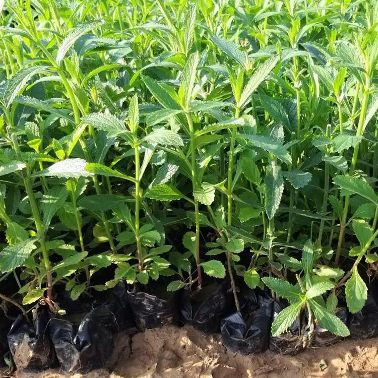 紫色花卉马鞭草苗价格 盆栽柳叶马鞭草基地 夏杰花卉 绿化花木