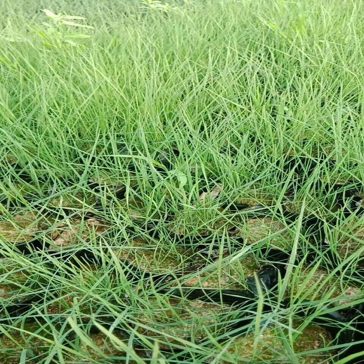 粉黛乱子草青州基地 园林湿地粉黛乱子草 夏杰花卉 十一草花