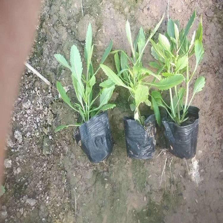 小区草坪柳叶马鞭草 青州批发柳叶马鞭草 夏杰花卉 货到付款
