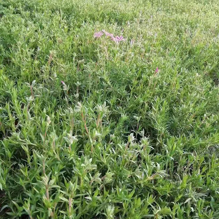 丛生福禄考青州供货 开花好的丛生福禄考小杯 夏杰花卉 绿化花木