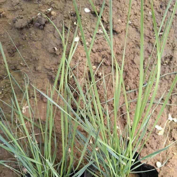 批发粉黛乱子草 红色喜阳粉黛乱子草 夏杰花卉 定金发货