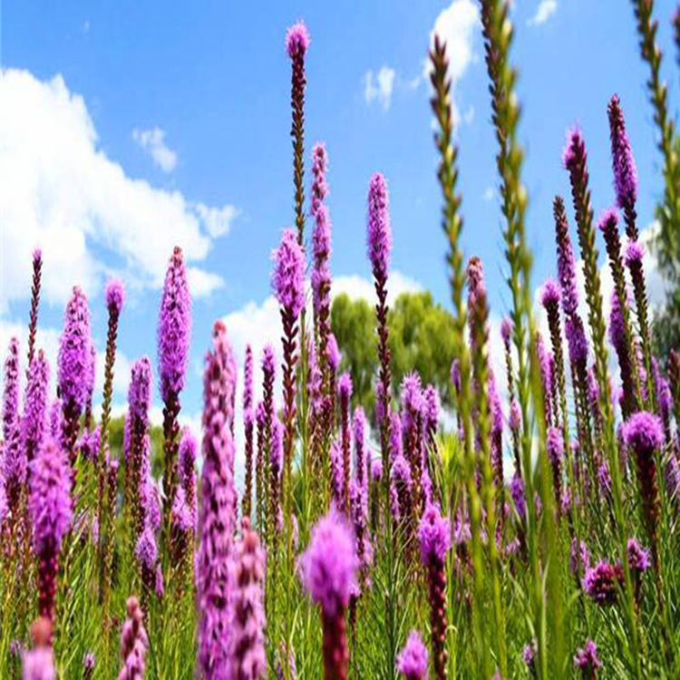 猫尾花蛇鞭菊 基地批发蛇鞭菊 夏杰花卉 十一造型设计