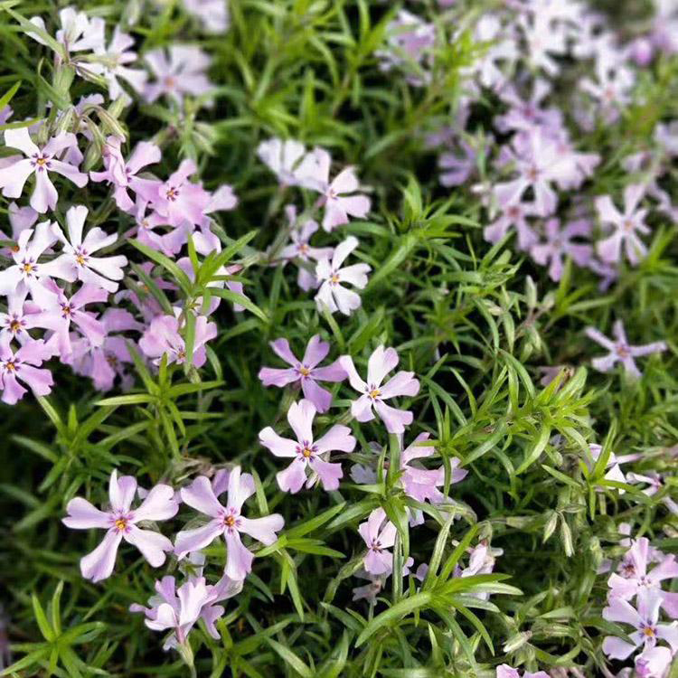 绿化用福禄考批发 芝樱青州花卉基地 夏杰花卉 定金发货