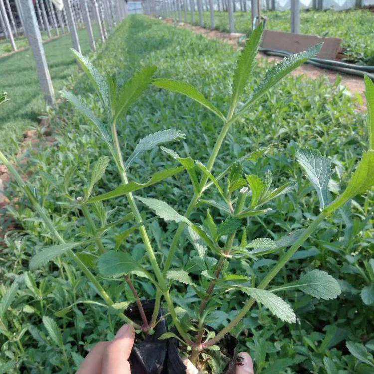 产地直发马鞭草 柳叶马鞭草花苗价格 夏杰花卉 绿化花木