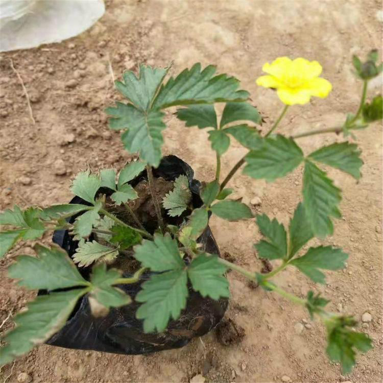 五叶委陵菜盆栽苗 山东委陵菜苗价格 夏杰花卉 定金发货