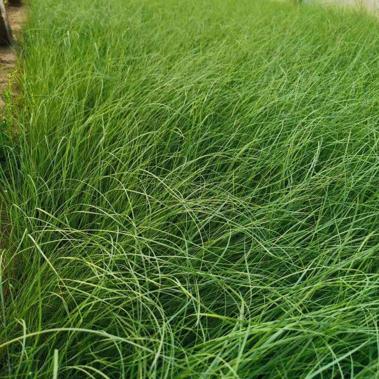 批发供应粉黛乱子草 自产自销粉黛乱子草 夏杰花卉 定金发货