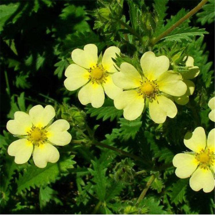 河岸畔种植委陵菜 绿化工程花卉委陵菜 夏杰花卉 定金发货