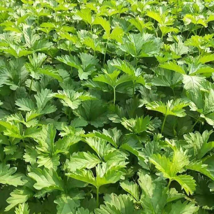 三叶委陵菜青州基地 供应三叶委陵菜五叶委陵菜 夏杰花卉 委陵菜批发价格