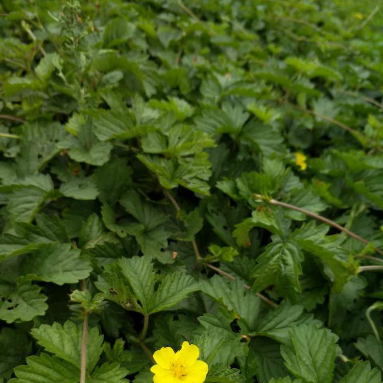 山东工程绿化委陵菜 供应三叶委陵菜五叶委陵菜 夏杰花卉 无中间商