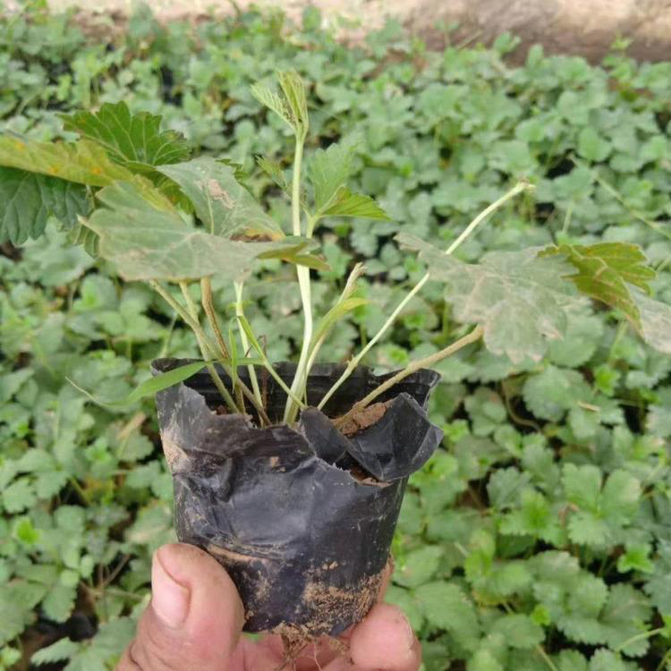 大量供应三叶委陵菜 山东三叶委陵菜苗批发 夏杰花卉 基地种植