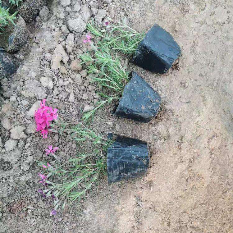 粉色丛生福禄考耐寒 多花色丛生福禄考芝樱 夏杰花卉 基地常年批发