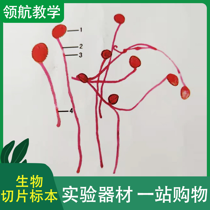 显微镜生物切片 标本玻片 加工定制显微镜生物石蜡切片