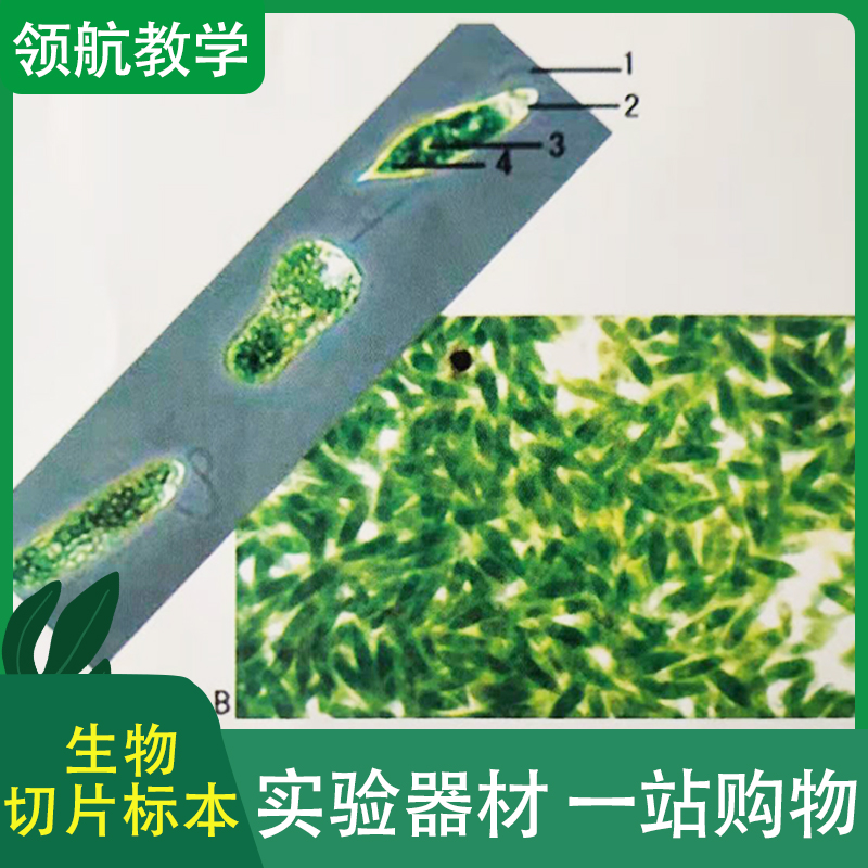 生物切片标本 生物显微镜标本切片 加工定制生物标本