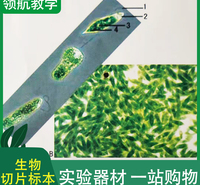 花卉类生物切片 生物切片标本 生物显微镜标本切片