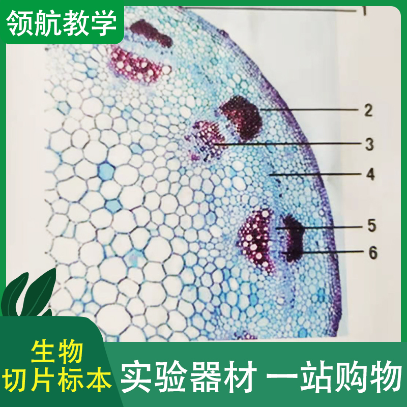 中小学生物标本 生物切片套装 生物标本切片