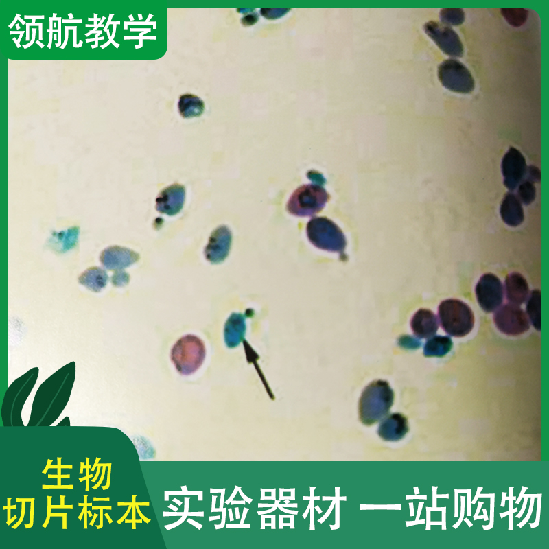 生物切片标本 显微镜塑料彩色 动物植物昆虫标本切片