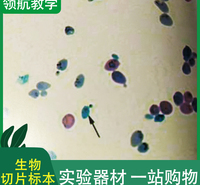 厂家直供 生物切片标本 实验教学标本 生物显微镜标本切片