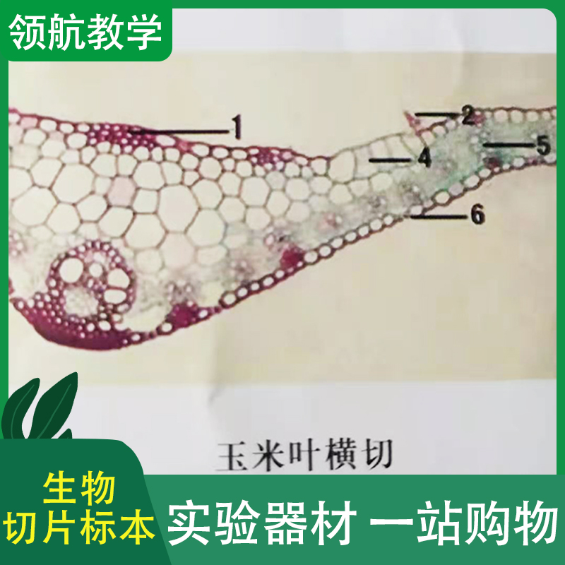 玉米叶横切 高教生物切片标本 教学生物切片