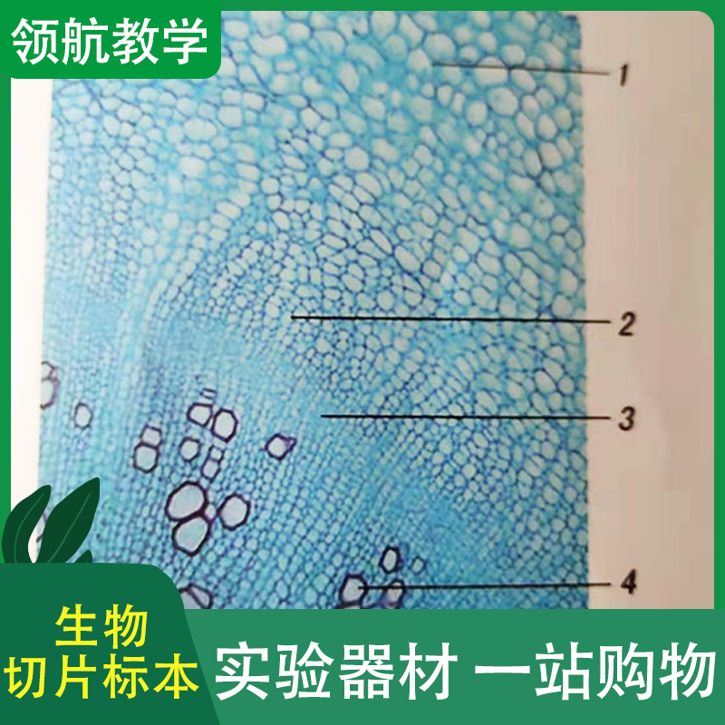中小学生物标本 生物教学器材 显微镜玻片