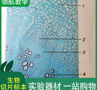 中小学生物标本 生物切片套装 组织切片厂家
