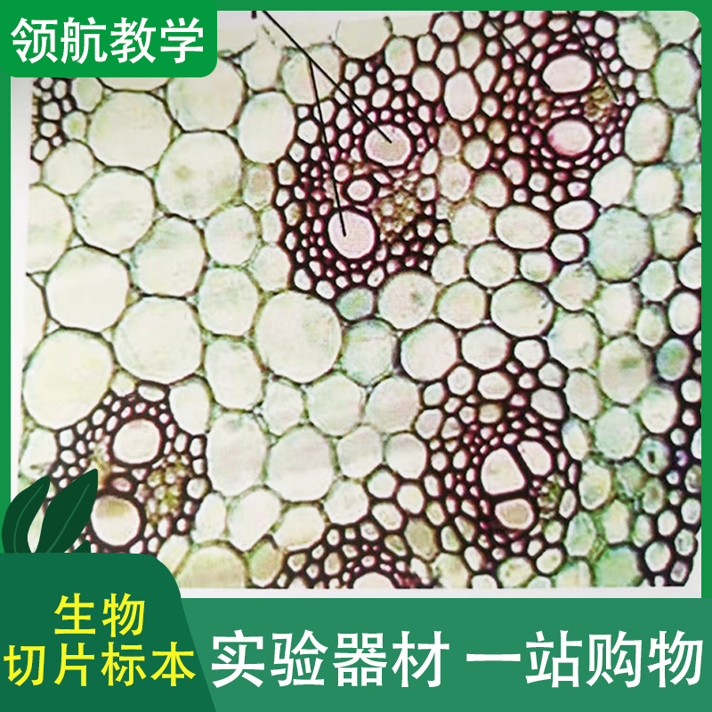 中小学生物标本 显微玻片 生物切片套装