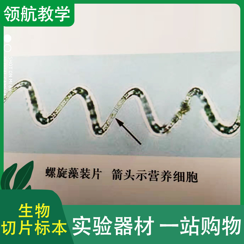 螺旋藻装片 标本玻片 显微镜生物石蜡切片