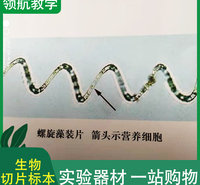 螺旋藻装片 标本玻片 显微镜生物石蜡切片