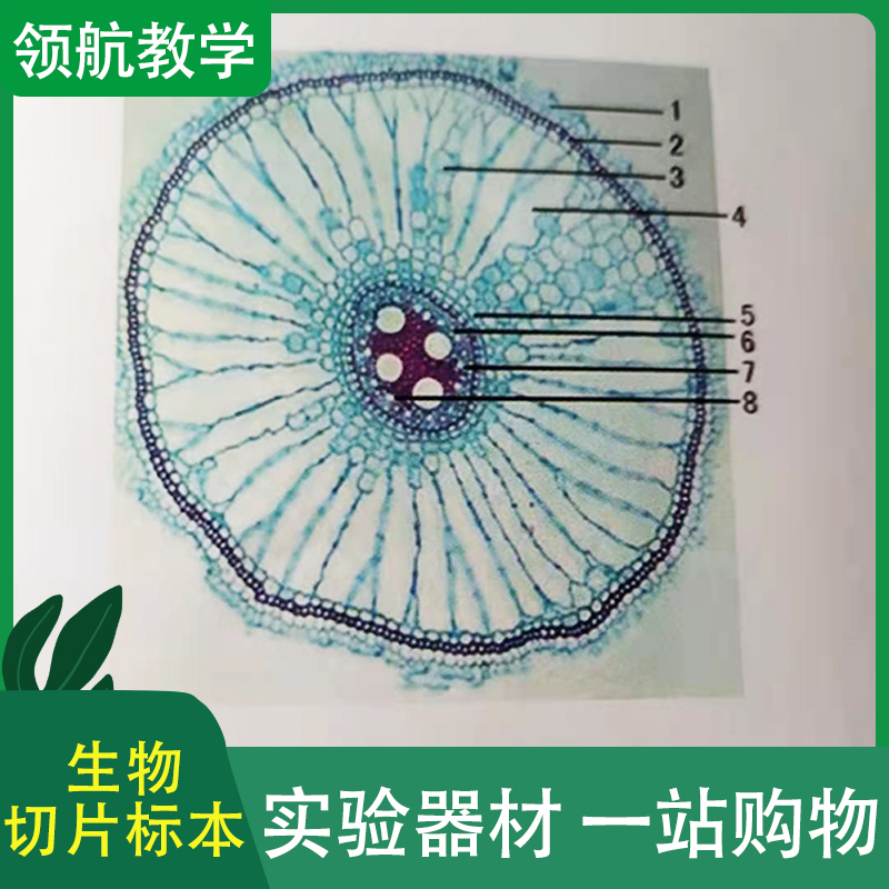 高教生物切片标本 教学生物切片