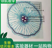 厂家直供 高教生物切片标本 教学生物切片 量大从优