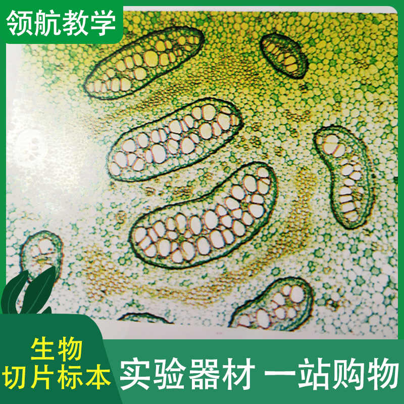 领航教学 切片标本 生物显微镜标本切片 塑料标本