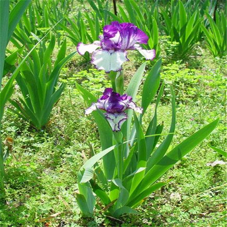 德国鸢尾 常绿水生鸢尾 黄菖蒲 紫花鸢尾 出售价格 品种齐全