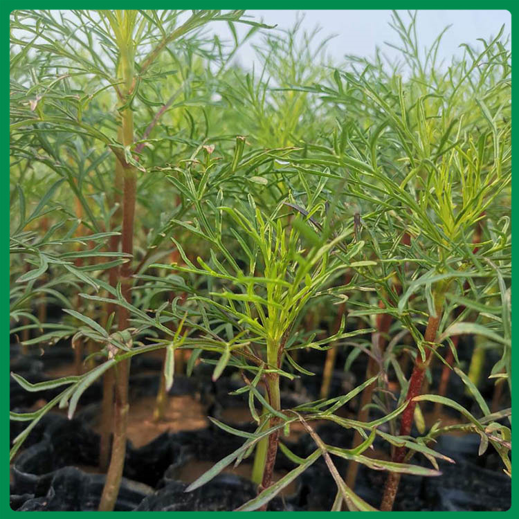 花海用波斯菊小苗 欢迎预定波斯菊小苗 波斯菊培育基地