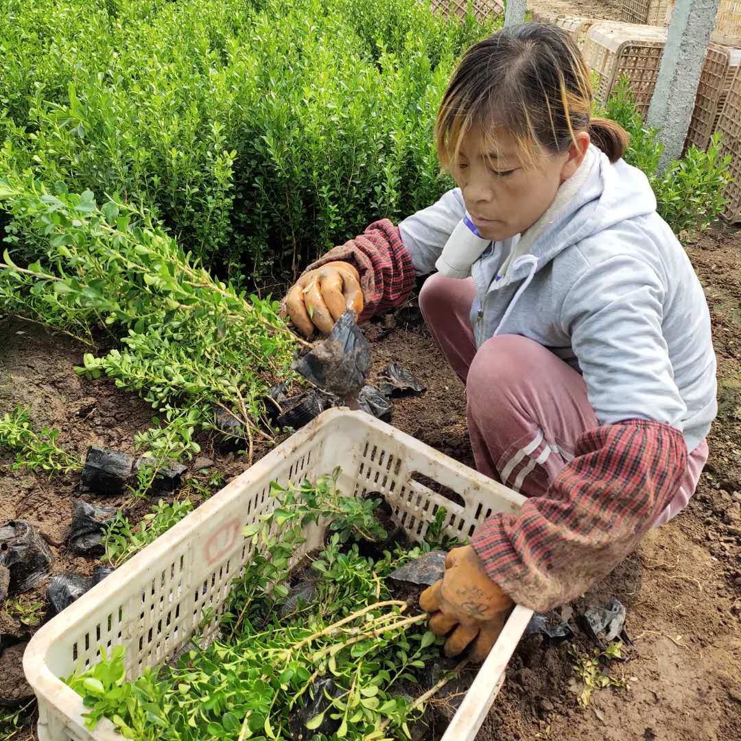静竹  小叶黄杨供应商  可应用于公园、庭园、绿墙和高速公路