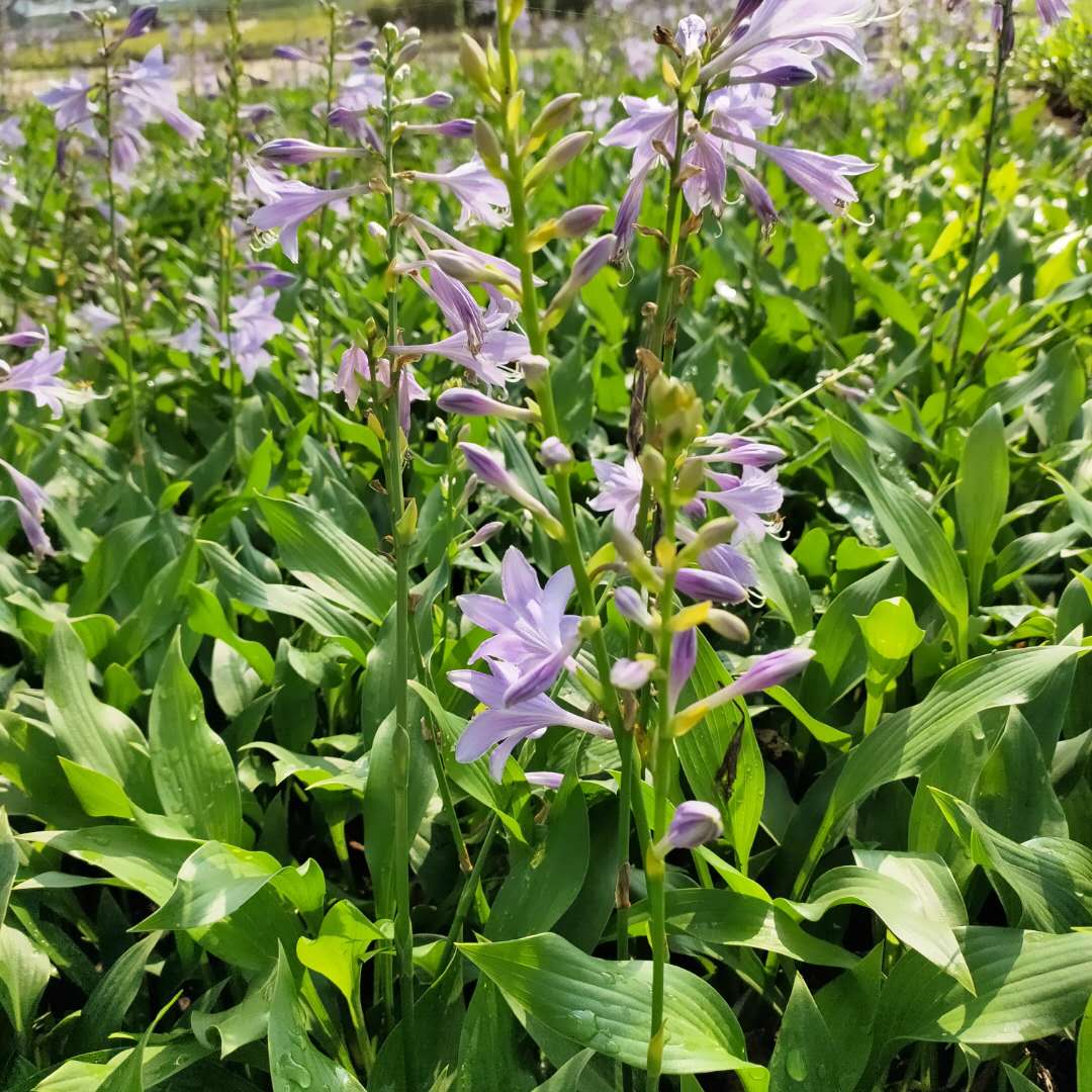 静竹  紫花玉簪批发   适应性好