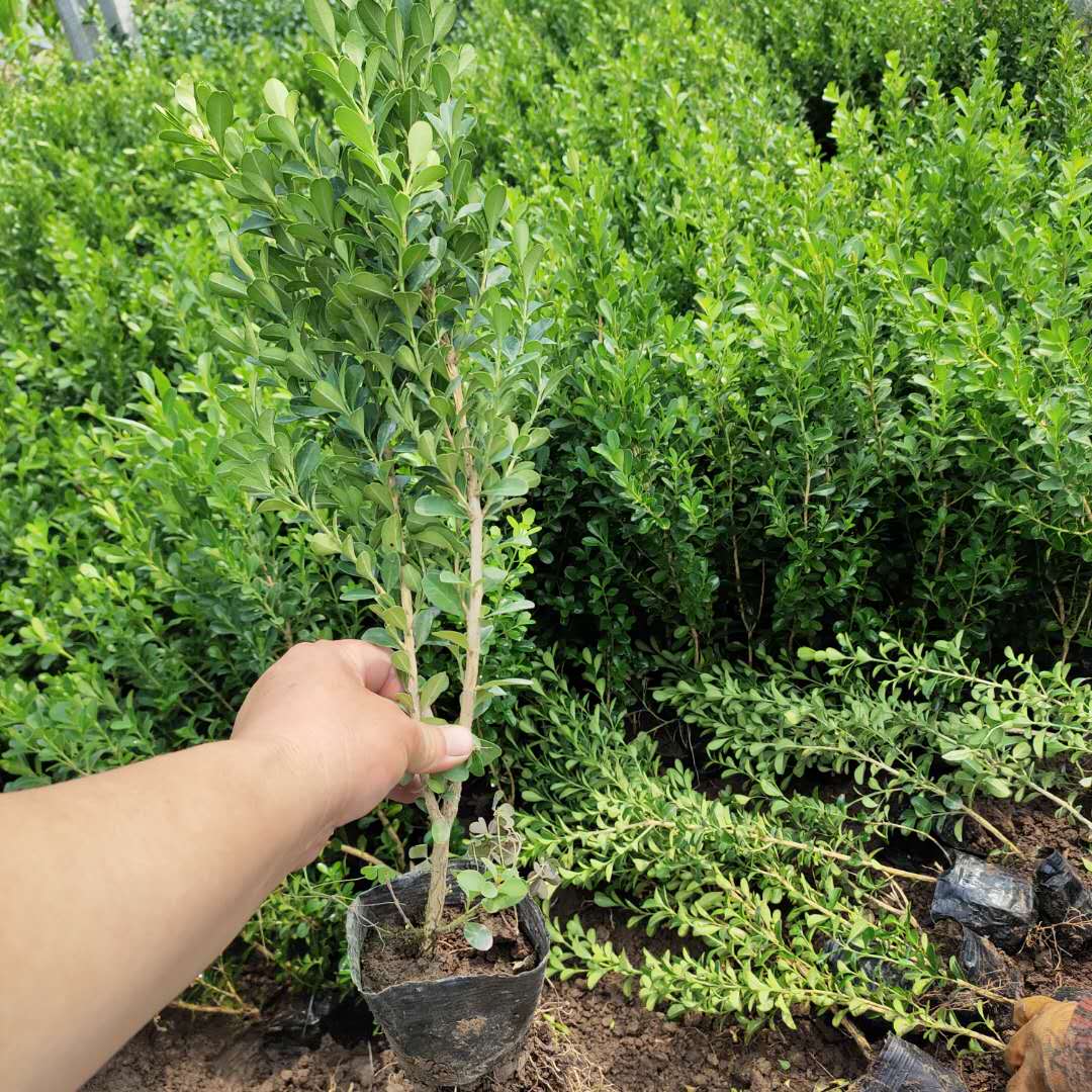 静竹  小叶黄杨报价  露天小叶黄杨苗圃
