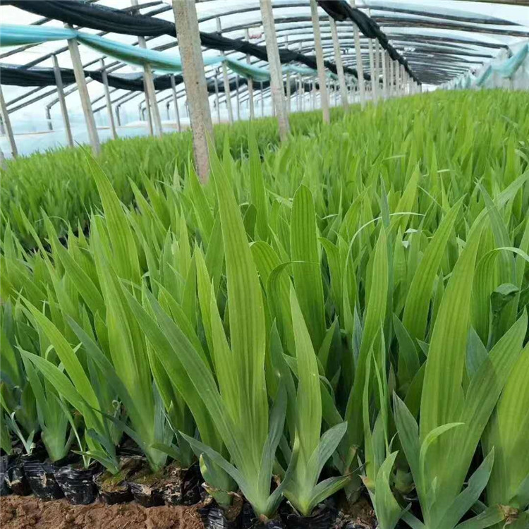 茂刚  水生鸢尾批发  池塘美化用鸢尾小苗