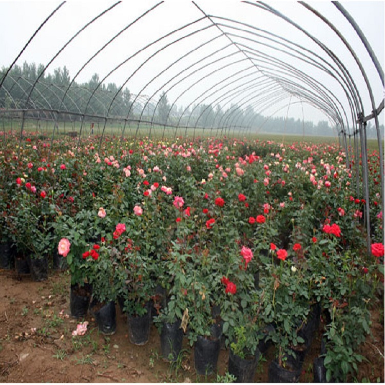 茂刚  月季价格  花型大而色彩鲜艳
