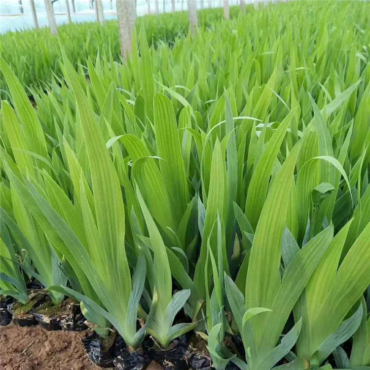 茂刚  水生植物鸢尾  养护简单