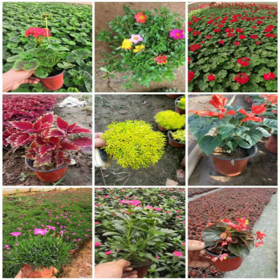 青州市睿硕花卉苗木有限公司 标志