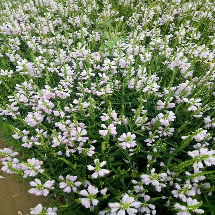 多年生宿根花卉假龙头  夏杰花卉 货到付款
