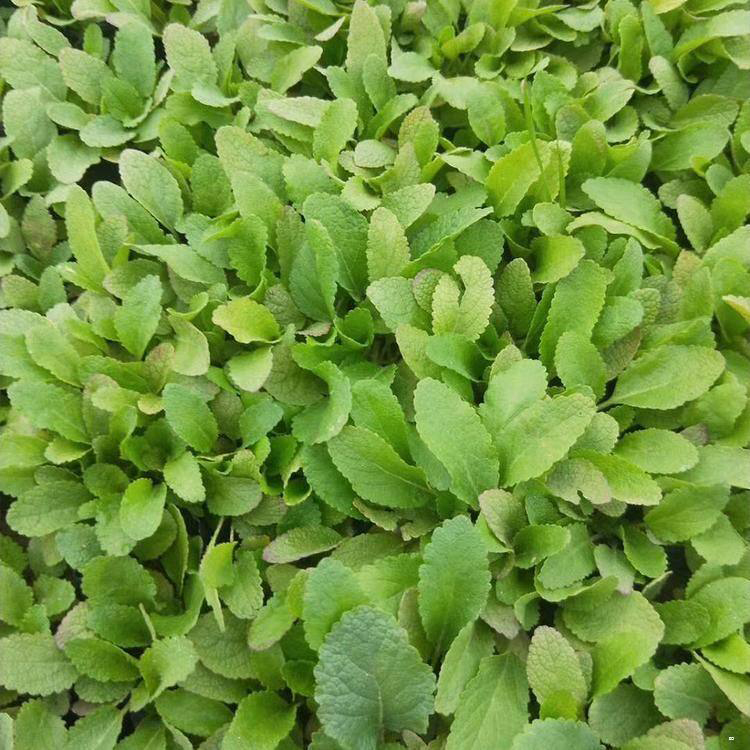 山东基地批发地被鼠尾草 墨西哥鼠尾草青州基地 夏杰花卉 定金发货