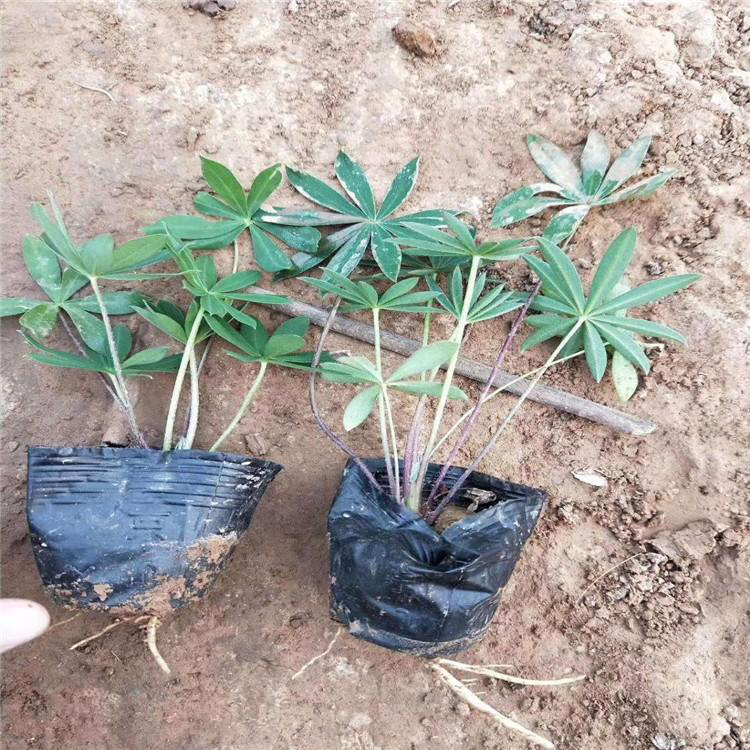 羽扇豆青州种植基地 羽扇豆混色观赏性强 夏杰花卉 货到付款