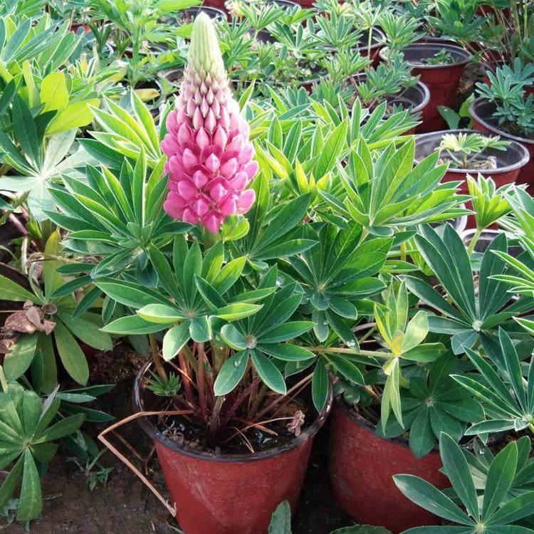 羽扇豆青州种植基地 基地销售羽扇豆 夏杰花卉 十一草花