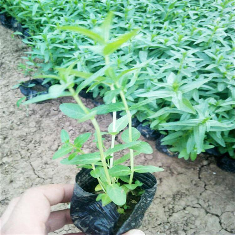 工程苗木批发千屈菜供应 千屈菜育苗批发 夏杰花卉 绿化花木