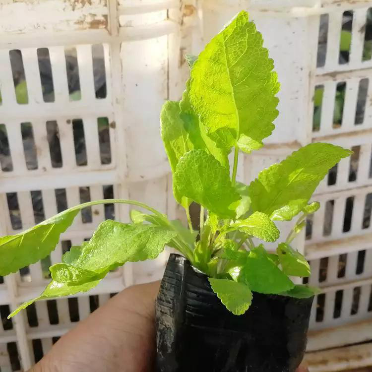 基地供应鼠尾草 花卉基地批发鼠尾草 夏杰花卉 基地种植