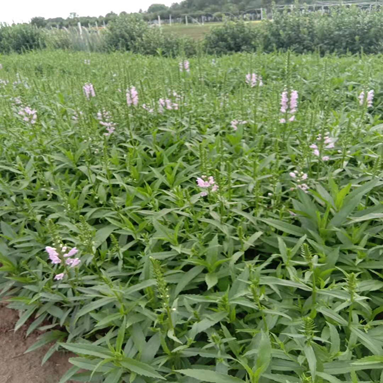 假龙头根系好易成活 青州花卉批发假龙头 夏杰花卉 定金发货
